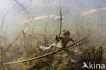 Common Toad (Bufo bufo)