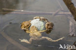 Common Toad (Bufo bufo)