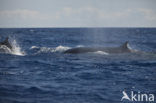 Gewone vinvis (Balaenoptera physalus) 