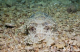 Common Cuttlefish (Sepia officinalis)