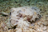 Common Cuttlefish (Sepia officinalis)