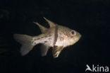 Orbiculate cardinalfish (Sphaeramia orbicularis)