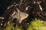 Orbiculate cardinalfish (Sphaeramia orbicularis)