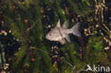 Orbiculate cardinalfish (Sphaeramia orbicularis)