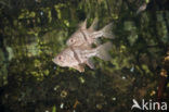 Orbiculate cardinalfish (Sphaeramia orbicularis)