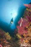 Gorgonian fan (Paramuricea clavata)