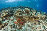 Slate Pencil Urchin (Heterocentrotus mammillatus)