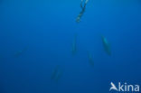 Risso’s Dolphin (Grampus griseus)