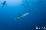 Gray Reef Shark (Carcharhinus amblyrhynchos) 