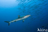 Gray Reef Shark (Carcharhinus amblyrhynchos) 