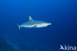 Gray Reef Shark (Carcharhinus amblyrhynchos) 