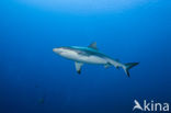 Gray Reef Shark (Carcharhinus amblyrhynchos) 