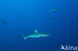 Gray Reef Shark (Carcharhinus amblyrhynchos) 