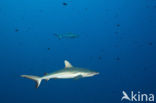 Gray Reef Shark (Carcharhinus amblyrhynchos) 