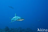 Gray Reef Shark (Carcharhinus amblyrhynchos) 