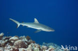 Gray Reef Shark (Carcharhinus amblyrhynchos) 