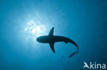 Gray Reef Shark (Carcharhinus amblyrhynchos) 