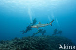 Gray Reef Shark (Carcharhinus amblyrhynchos) 