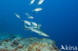 Gray Reef Shark (Carcharhinus amblyrhynchos) 