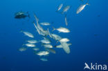 Gray Reef Shark (Carcharhinus amblyrhynchos) 