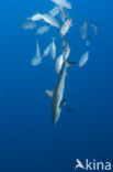 Gray Reef Shark (Carcharhinus amblyrhynchos) 