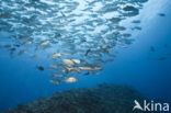 Gray Reef Shark (Carcharhinus amblyrhynchos) 