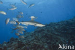 Gray Reef Shark (Carcharhinus amblyrhynchos) 