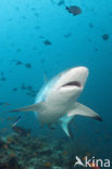 Gray Reef Shark (Carcharhinus amblyrhynchos) 