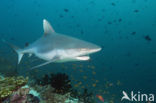 Gray Reef Shark (Carcharhinus amblyrhynchos) 