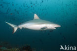 Gray Reef Shark (Carcharhinus amblyrhynchos) 