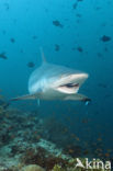 Grijze Rifhaai (Carcharhinus amblyrhynchos) 