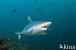 Gray Reef Shark (Carcharhinus amblyrhynchos) 