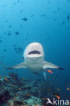 Gray Reef Shark (Carcharhinus amblyrhynchos) 