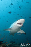 Gray Reef Shark (Carcharhinus amblyrhynchos) 