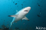 Gray Reef Shark (Carcharhinus amblyrhynchos) 