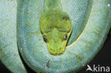 Groene boompython (Morelia viridis)