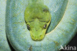 green tree python (Morelia viridis)