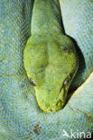 green tree python (Morelia viridis)