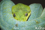 Groene boompython (Morelia viridis)