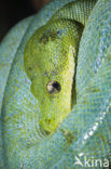 green tree python (Morelia viridis)