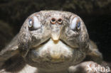 Big-headed turtle (Platysternon megacephalum) 