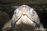 Big-headed turtle (Platysternon megacephalum) 