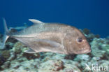 Bigeye trevally (Caranx sexfasciatus)