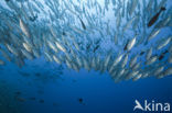 Bigeye trevally (Caranx sexfasciatus)