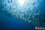 Bigeye trevally (Caranx sexfasciatus)