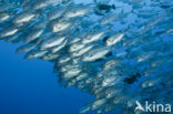 Bigeye trevally (Caranx sexfasciatus)