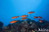 Cressent-tail bigeye (Priacanthus hamrur)