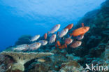 Cressent-tail bigeye (Priacanthus hamrur)