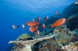 Cressent-tail bigeye (Priacanthus hamrur)