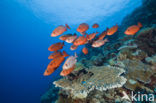 Cressent-tail bigeye (Priacanthus hamrur)